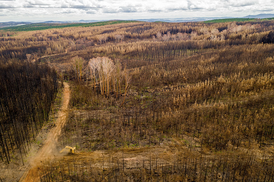 O mulcher 480B limpando com eficiência a madeira queimada não recuperável após os incêndios, em preparação para o replantio.