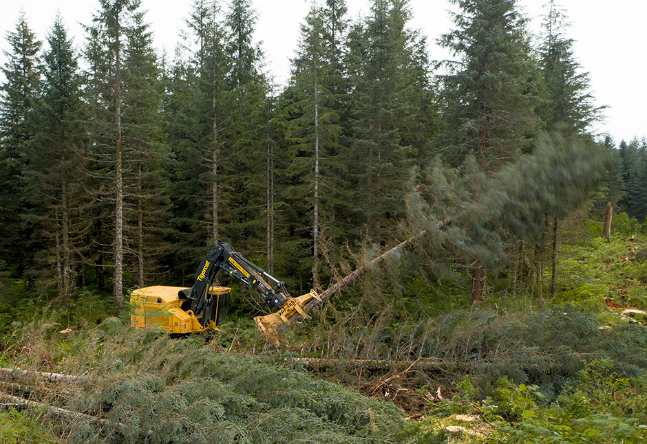 Damien Long harvesting Sitka spruce with the Tigercat LX870D feller buncher.