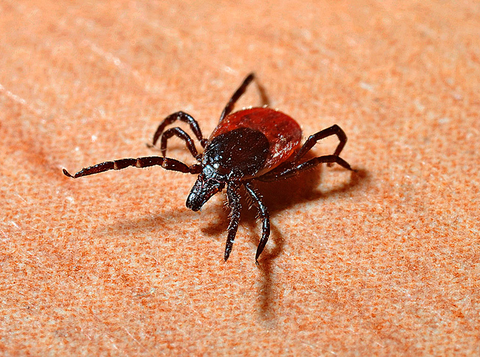 Black legged tick. 