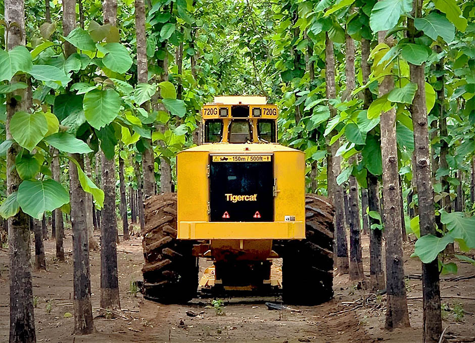 Tigercat 718G feller buncher travelling in between rows in a teak plantation
