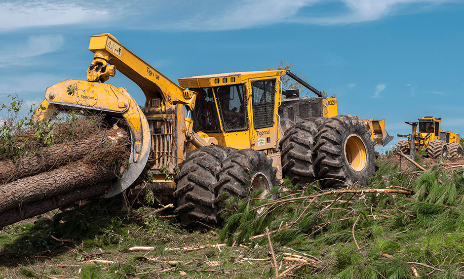 Um skidder 632H puxando um feixe grande de árvores