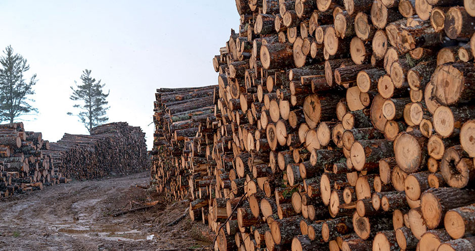 Imagen de una pila de troncos