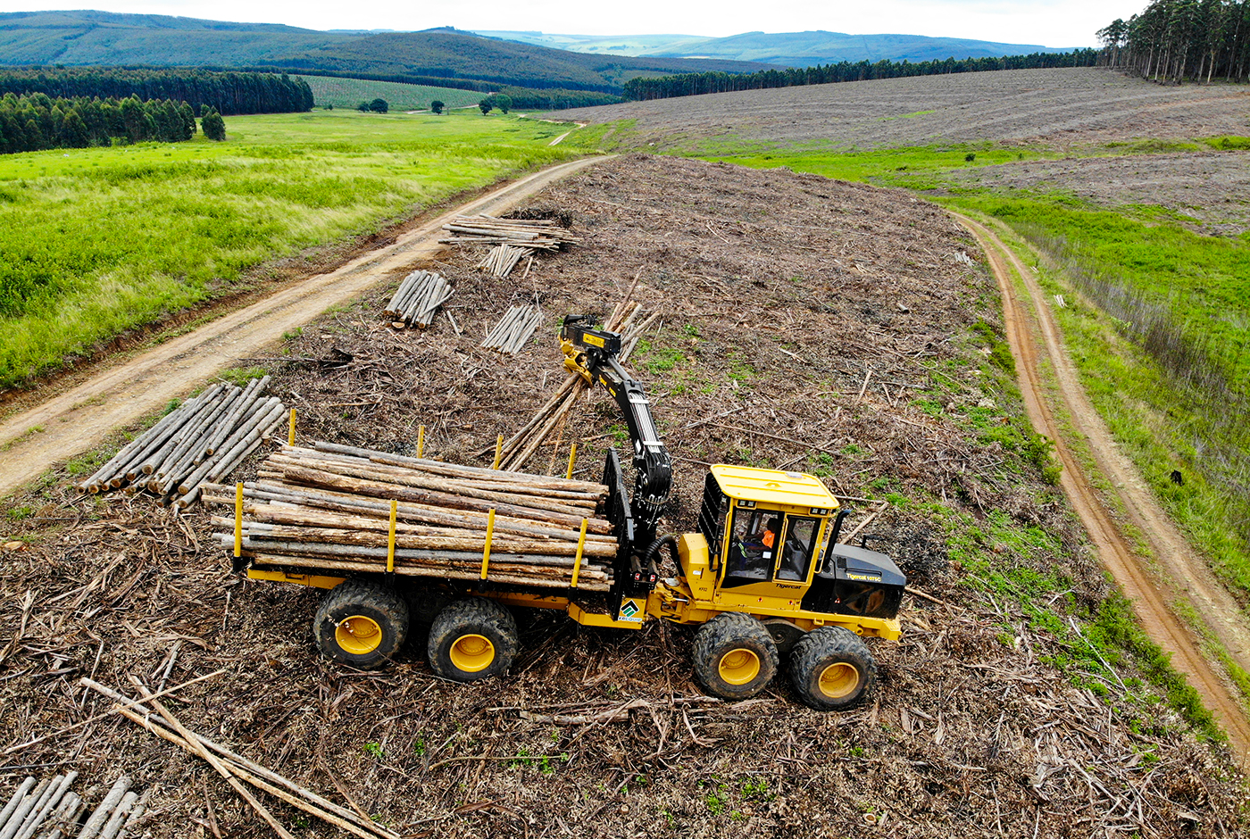 The Tigercat 1075C loading 6 m (19.5 ft) eucalyptus lengths.