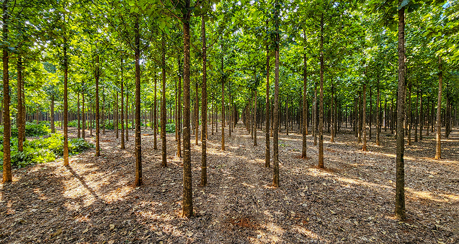 Foto de una plantación de teca trabajada