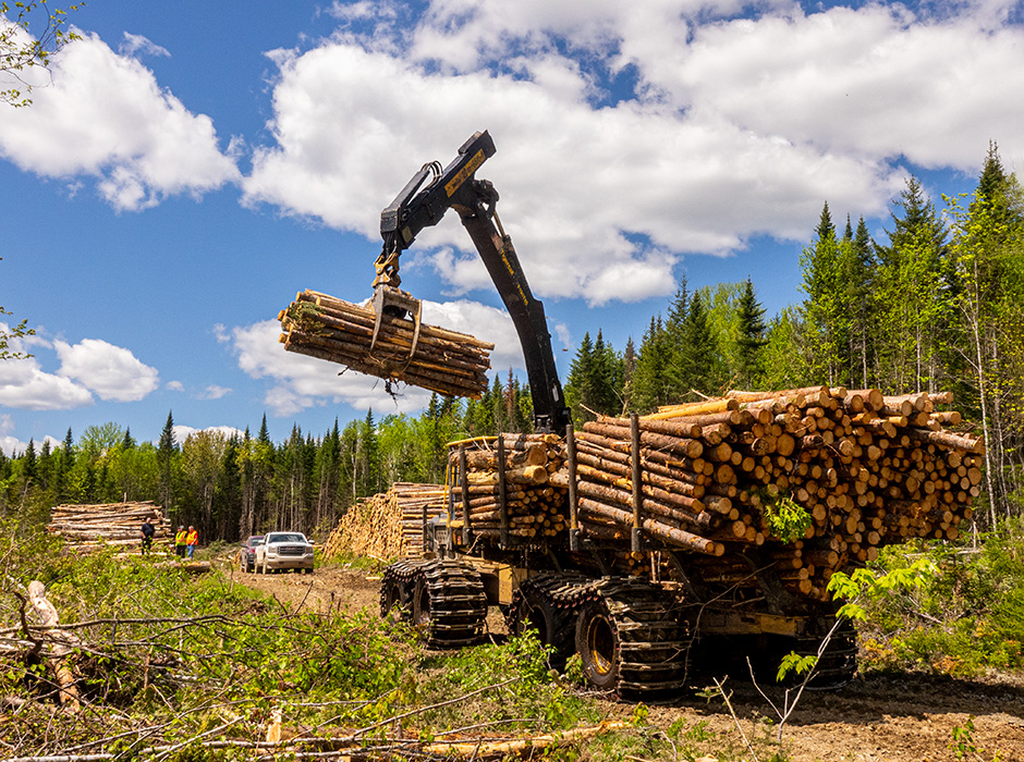 Photo of A 1085C forwarder operating in a private stand. Sean says that the higher capacity forwarders are a big advantage, often allowing Sean to get by with building fewer roads.