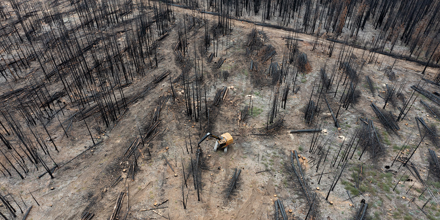 Peuplement de bois incendié