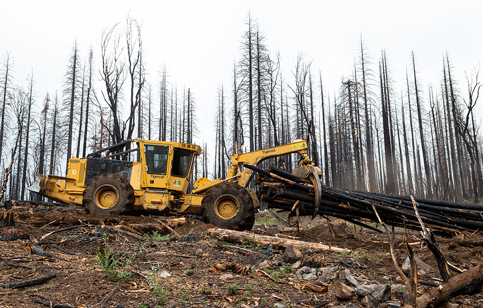 Tigercat 620H skidder drags salvaged logs to the decking area.