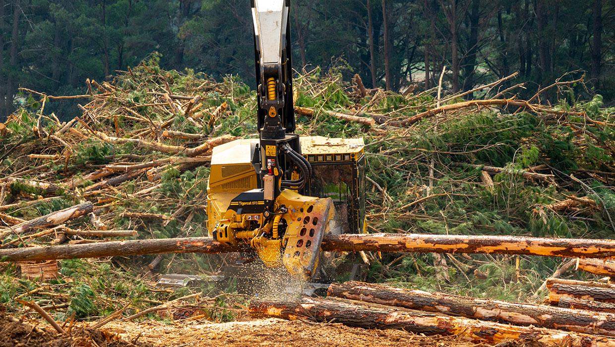 Image of a Tigercat 573 harvesting head working in the field