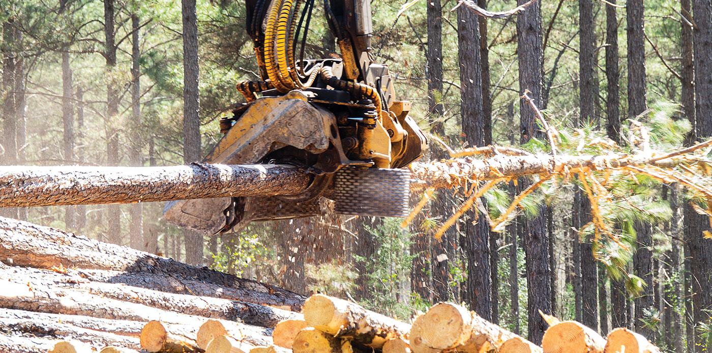 Tigercat 575 harvesting head processing pine.