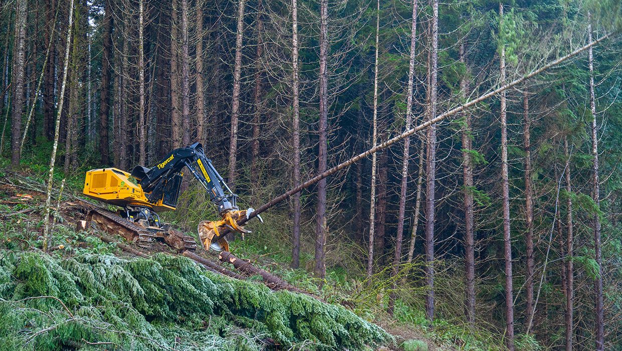 Tigercat LX877 feller buncher working in steep slopes