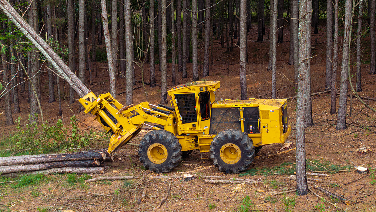 Tigercat 724H wheel feller buncher working in the field