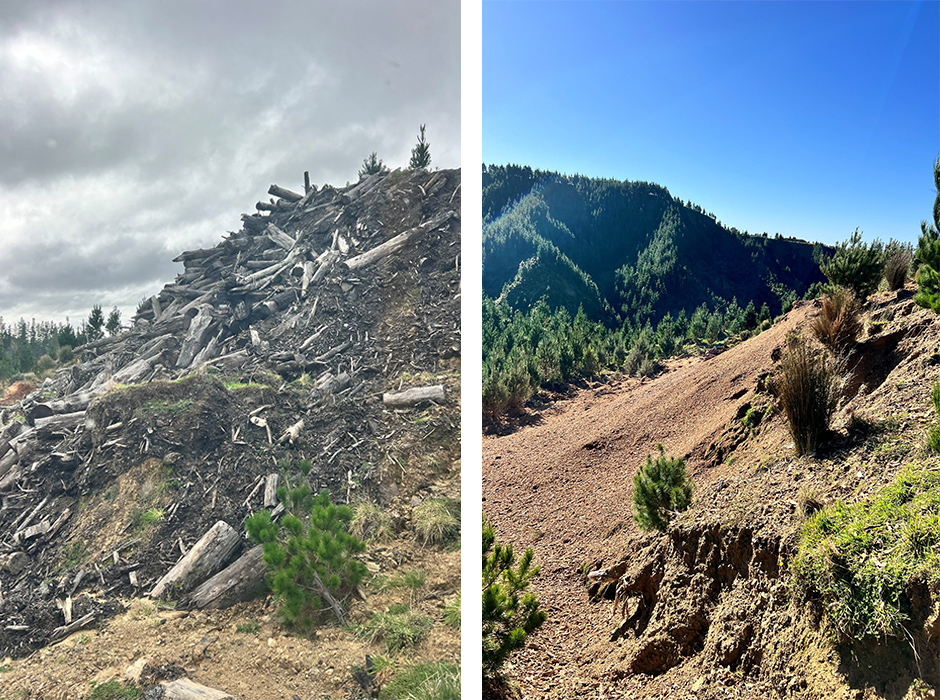 antes e depois do tratamento com cobertura orgânica
