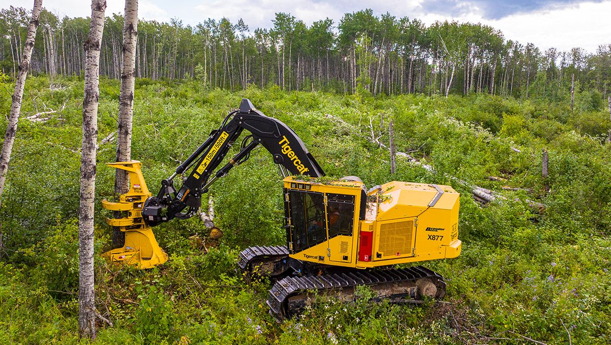 Image of a Tigercat X877 feller buncher working in the field