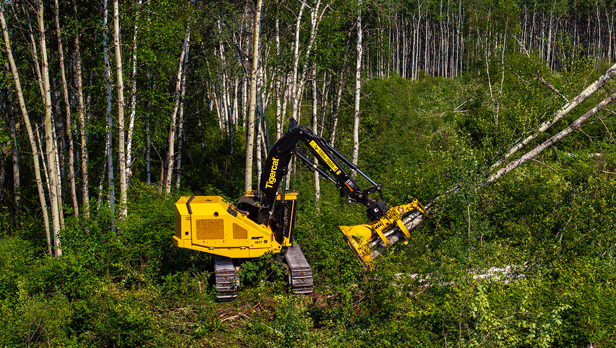 Image of a Tigercat X877 feller buncher working in the field